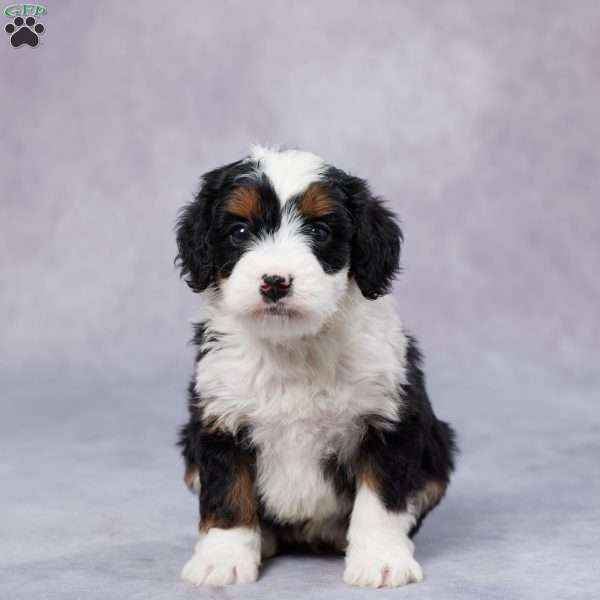 Darla, Mini Bernedoodle Puppy